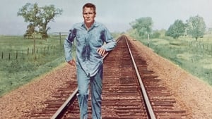 Cool Hand Luke