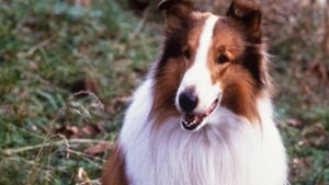 Lassie