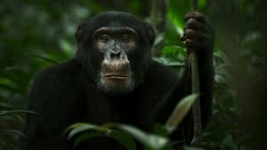 Chimp Empire