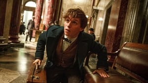 Fantastic Beasts and Where to Find Them