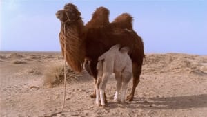 The Story of the Weeping Camel