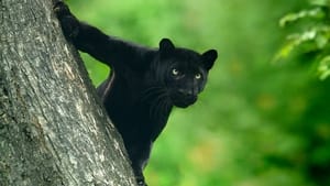 The Real Black Panther