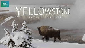 Yellowstone