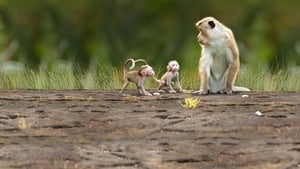 Monkey Kingdom