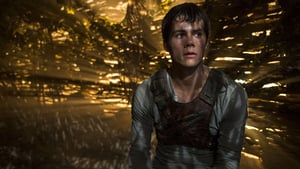 The Maze Runner